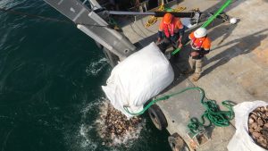 Deploying recycled shells into a restored reef in Port Phillip Bay. Photo: Simon Branigan